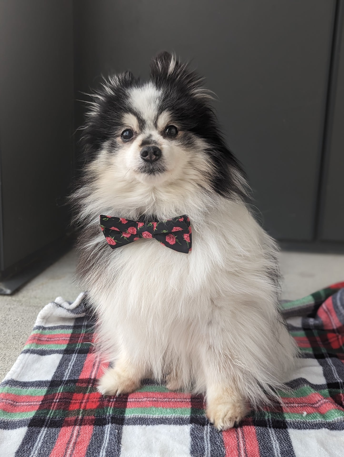 Rosebud Dog Bowtie