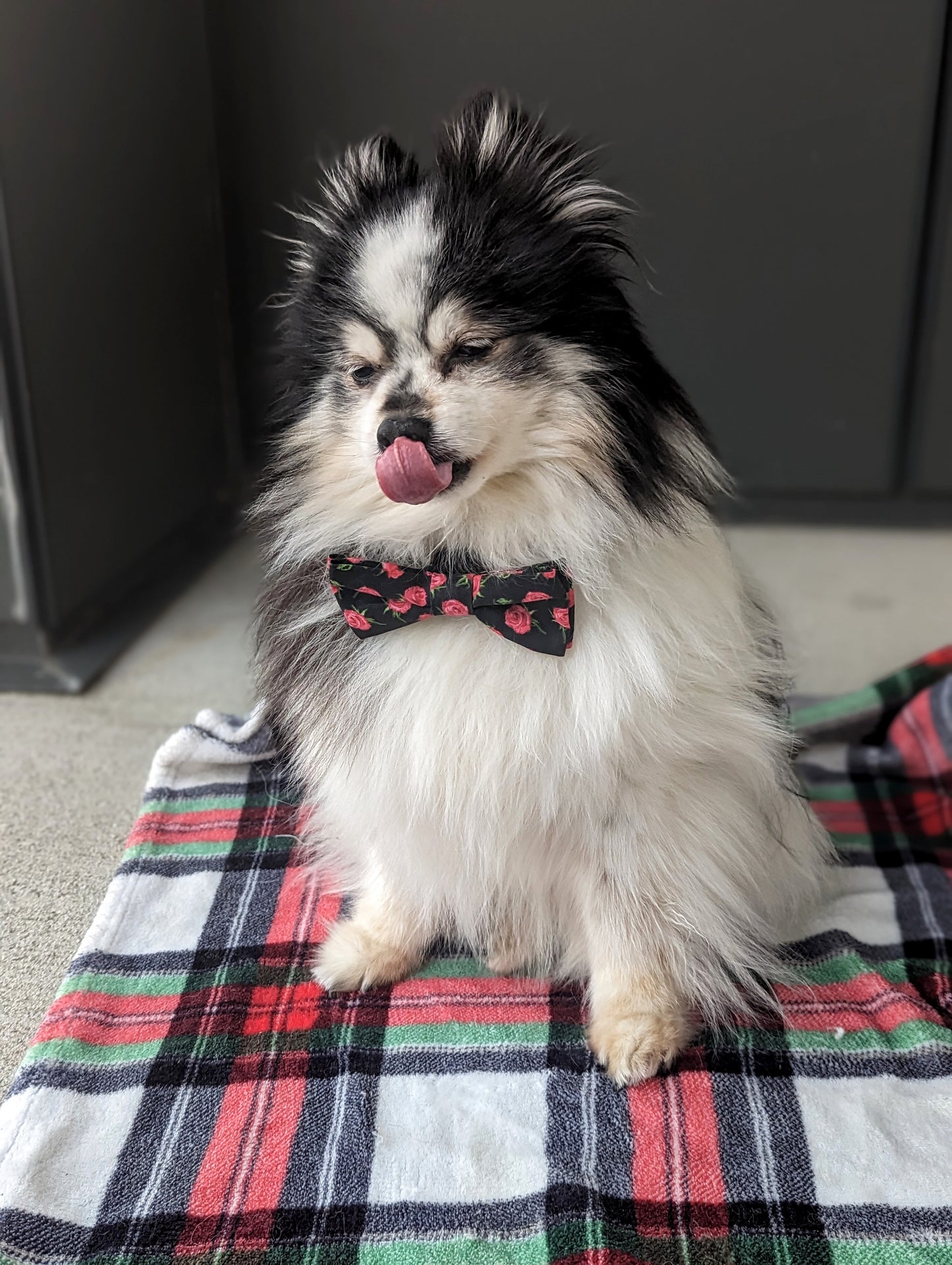 Rosebud Dog Bowtie