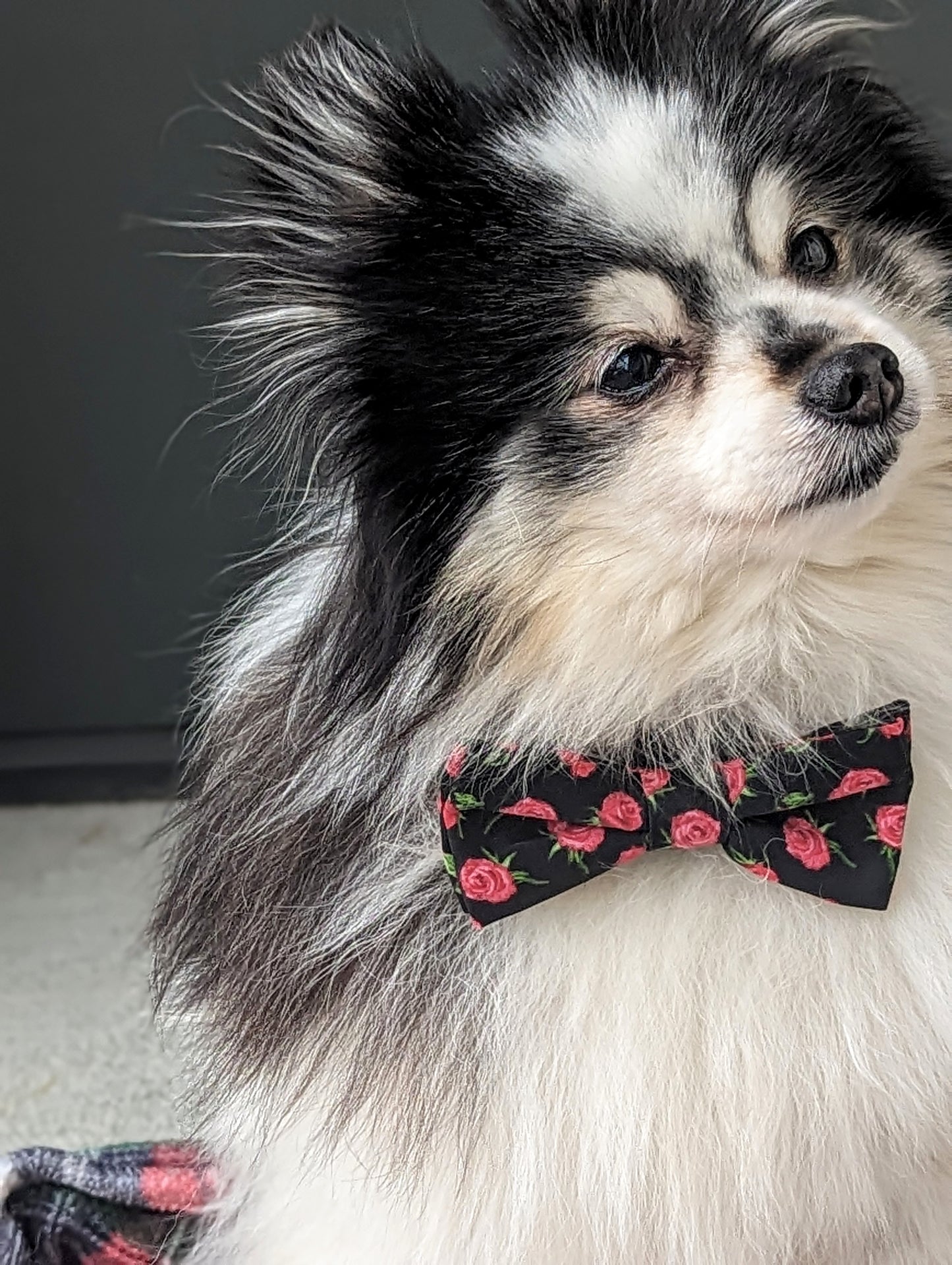 Rosebud Dog Bowtie