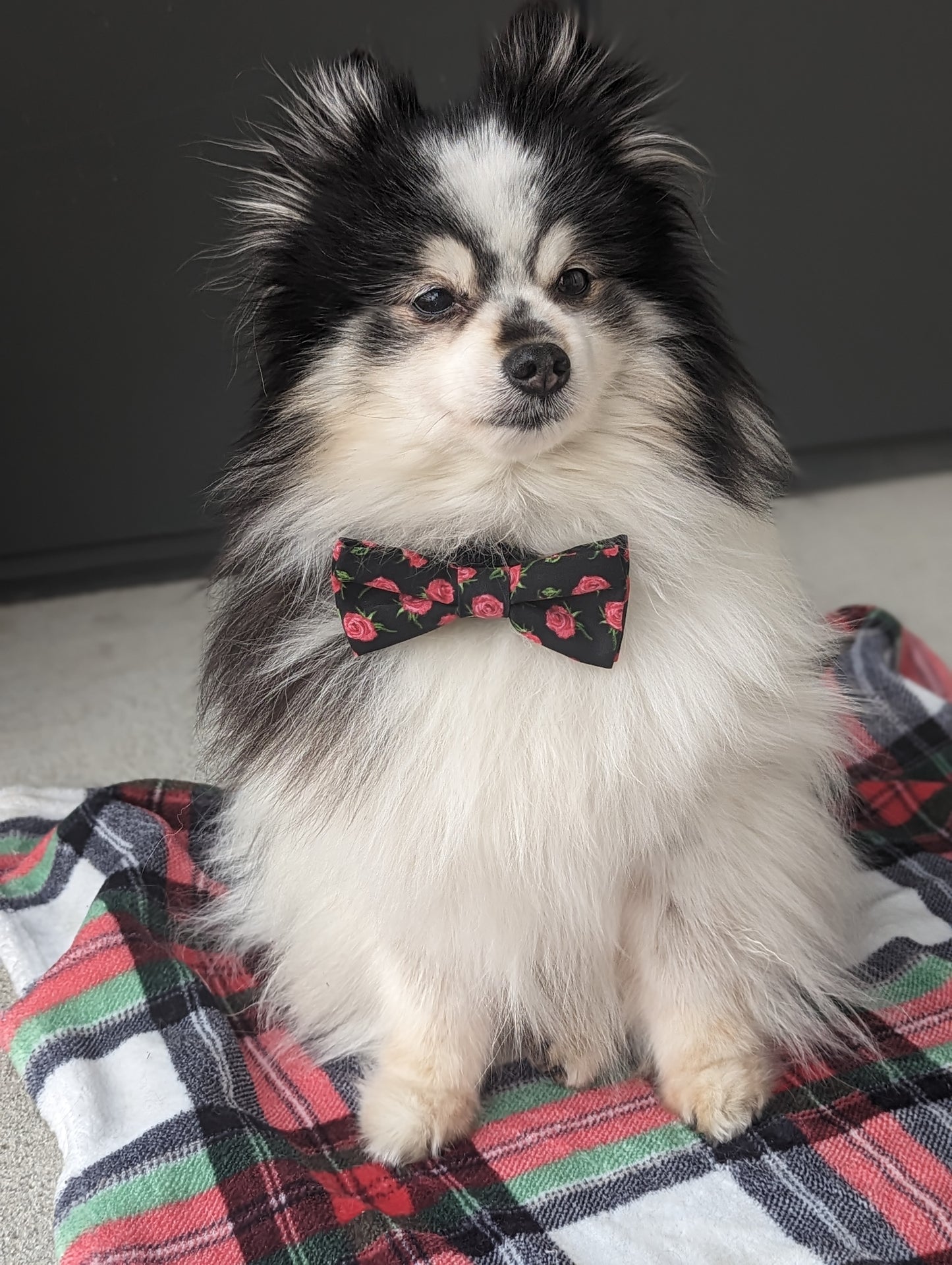 Rosebud Dog Bowtie