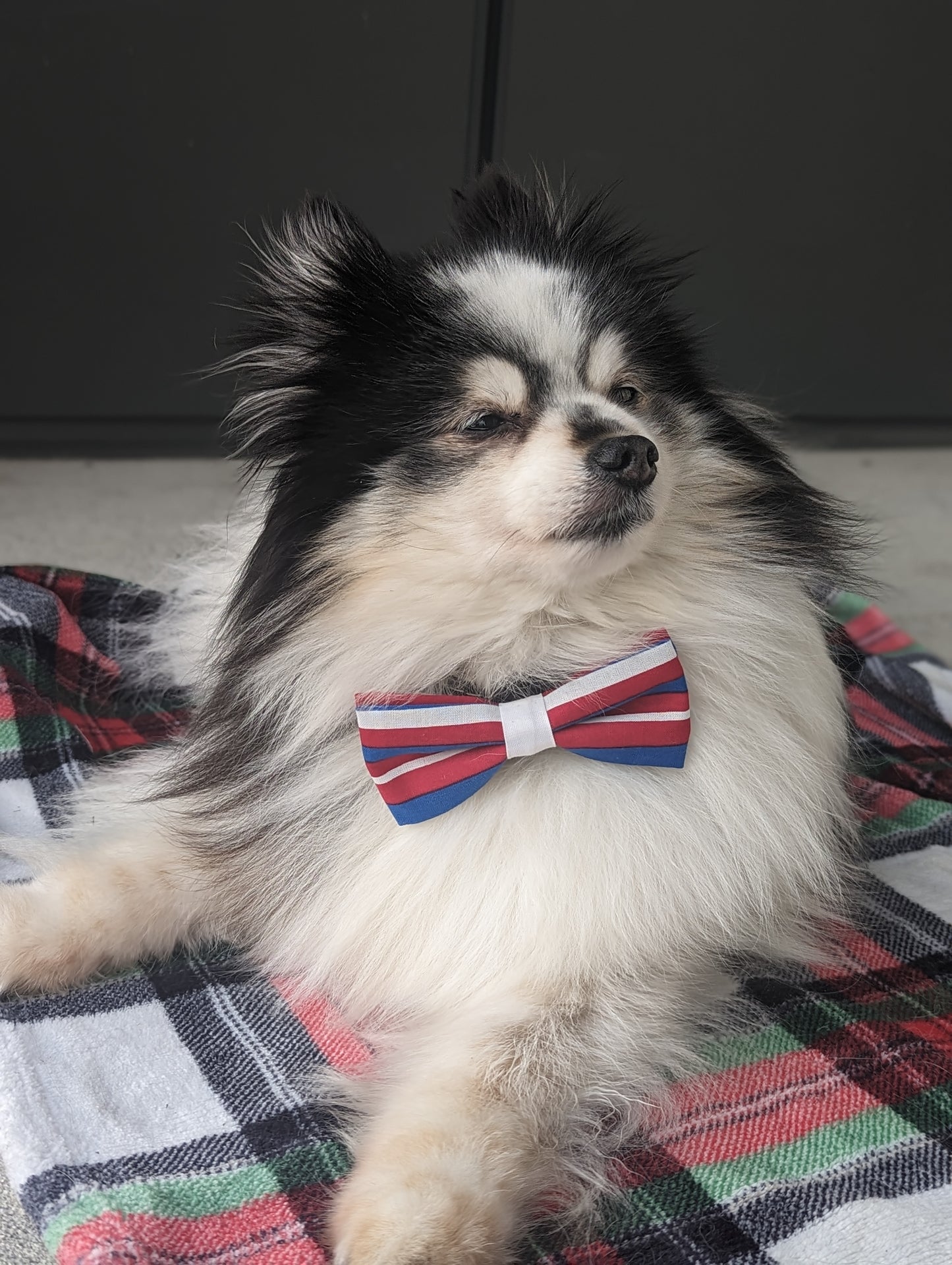 Pickledillie Designs offers handsewn, handmade unique cloth dog bowties for collars. Add a touch of style to your pet's wardrobe with these one-of-a-kind accessories made in Annapolis, Maryland. Explore our collection of pet fashion and accessories to elevate your furry friend's look.