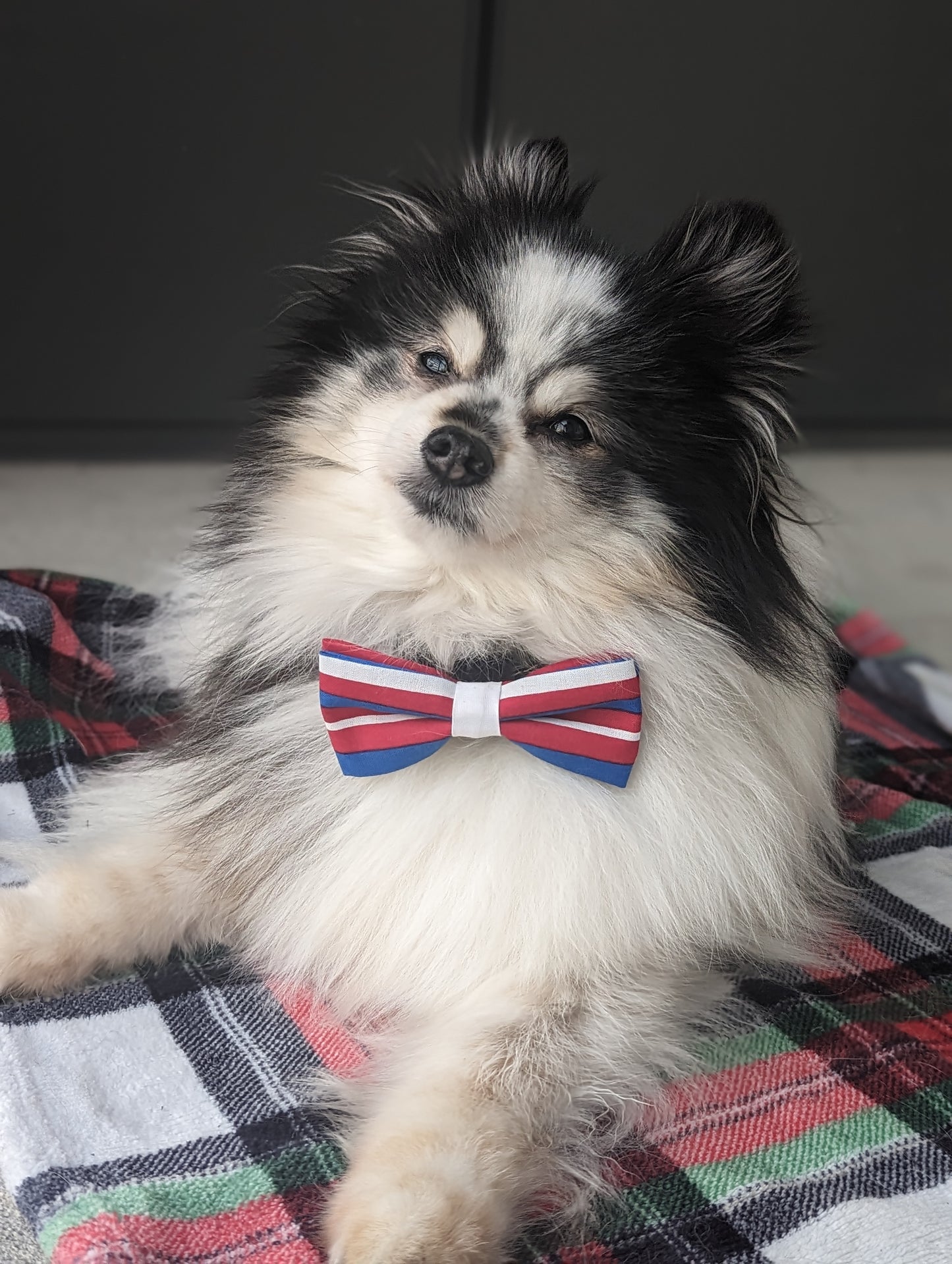 Pickledillie Designs offers handsewn, handmade unique cloth dog bowties for collars. Add a touch of style to your pet's wardrobe with these one-of-a-kind accessories made in Annapolis, Maryland. Explore our collection of pet fashion and accessories to elevate your furry friend's look.