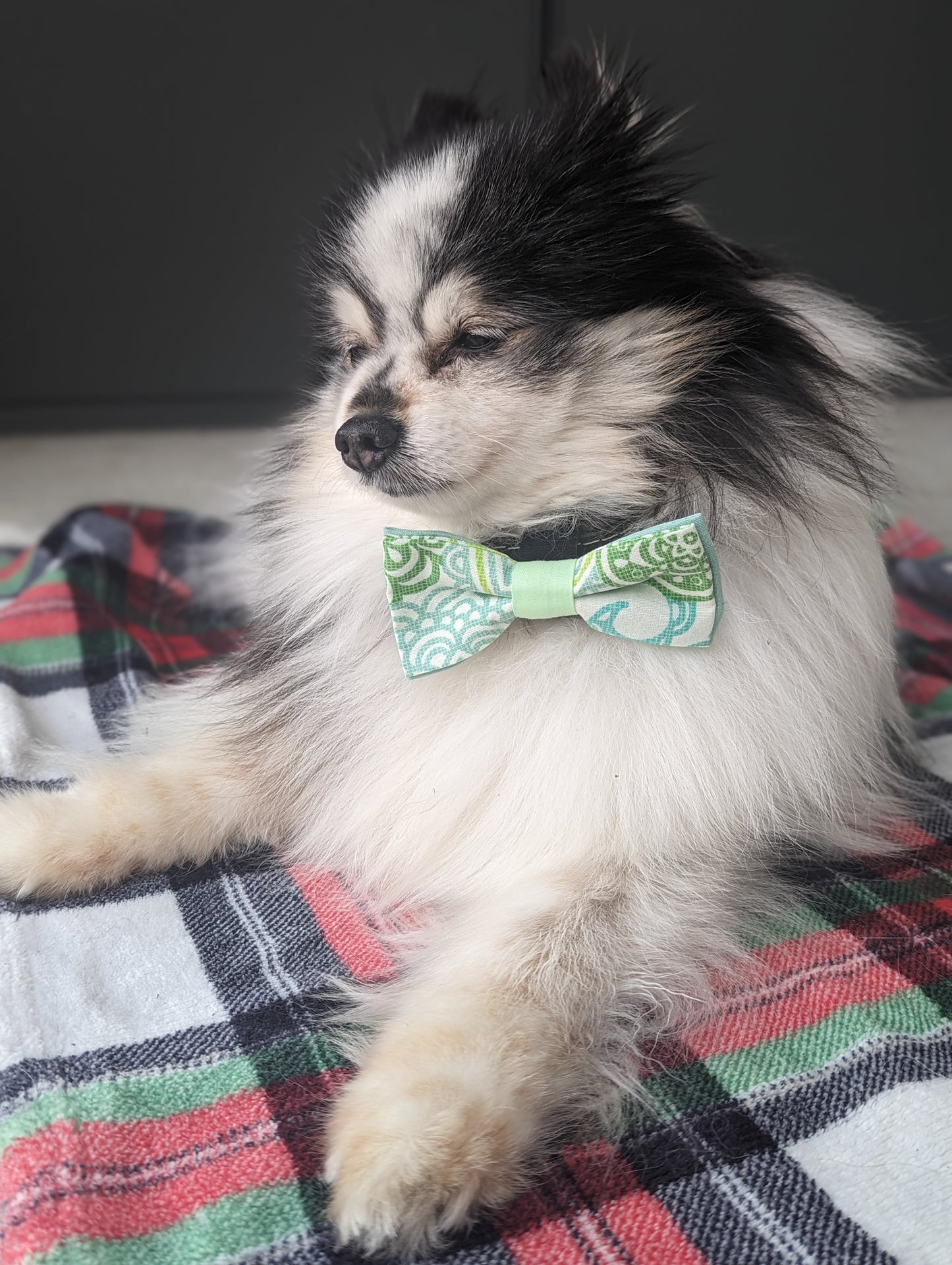 Pickledillie Designs offers handsewn, handmade unique cloth dog bowties for collars. Add a touch of style to your pet's wardrobe with these one-of-a-kind accessories made in Annapolis, Maryland. Explore our collection of pet fashion and accessories to elevate your furry friend's look.