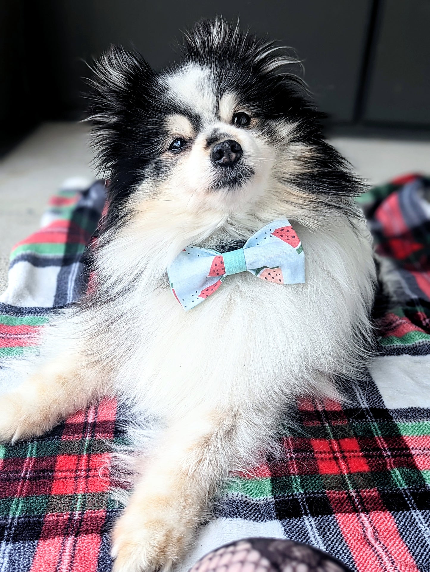Discover handsewn dog bowties made in Annapolis, Maryland by Pickledillie Designs. Elevate your pet's style with unique cloth pet fashion accessories. Shop small and support local artisans.