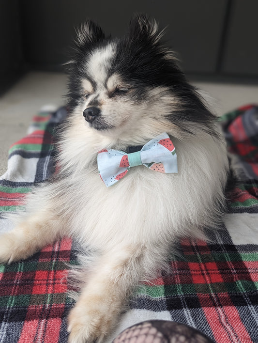 Discover handsewn dog bowties made in Annapolis, Maryland by Pickledillie Designs. Elevate your pet's style with unique cloth pet fashion accessories. Shop small and support local artisans.