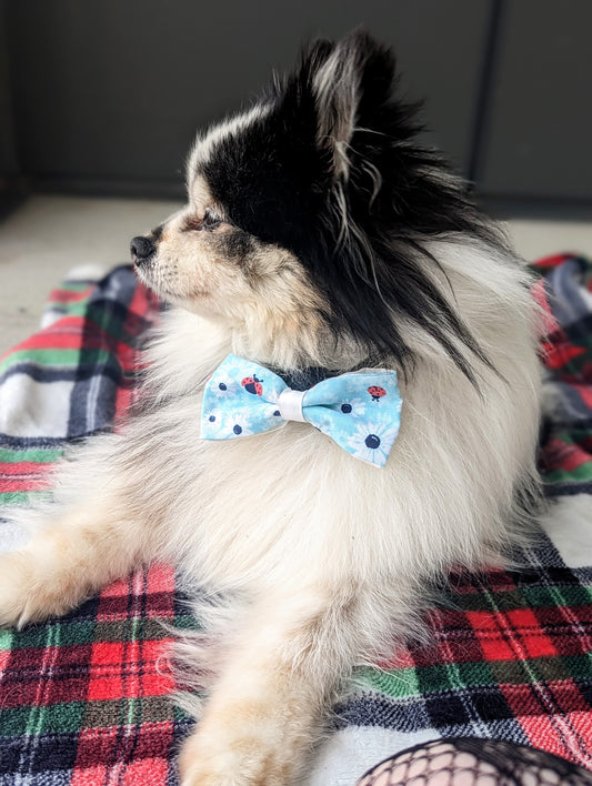 Discover exquisite handsewn dog bowties made in Annapolis, Maryland by Pickledillie Designs. Elevate your pet's style with these unique cloth fashion accessories, crafted with love and attention to detail. Support local businesses and shop small for the perfect addition to your furry friend's wardrobe.