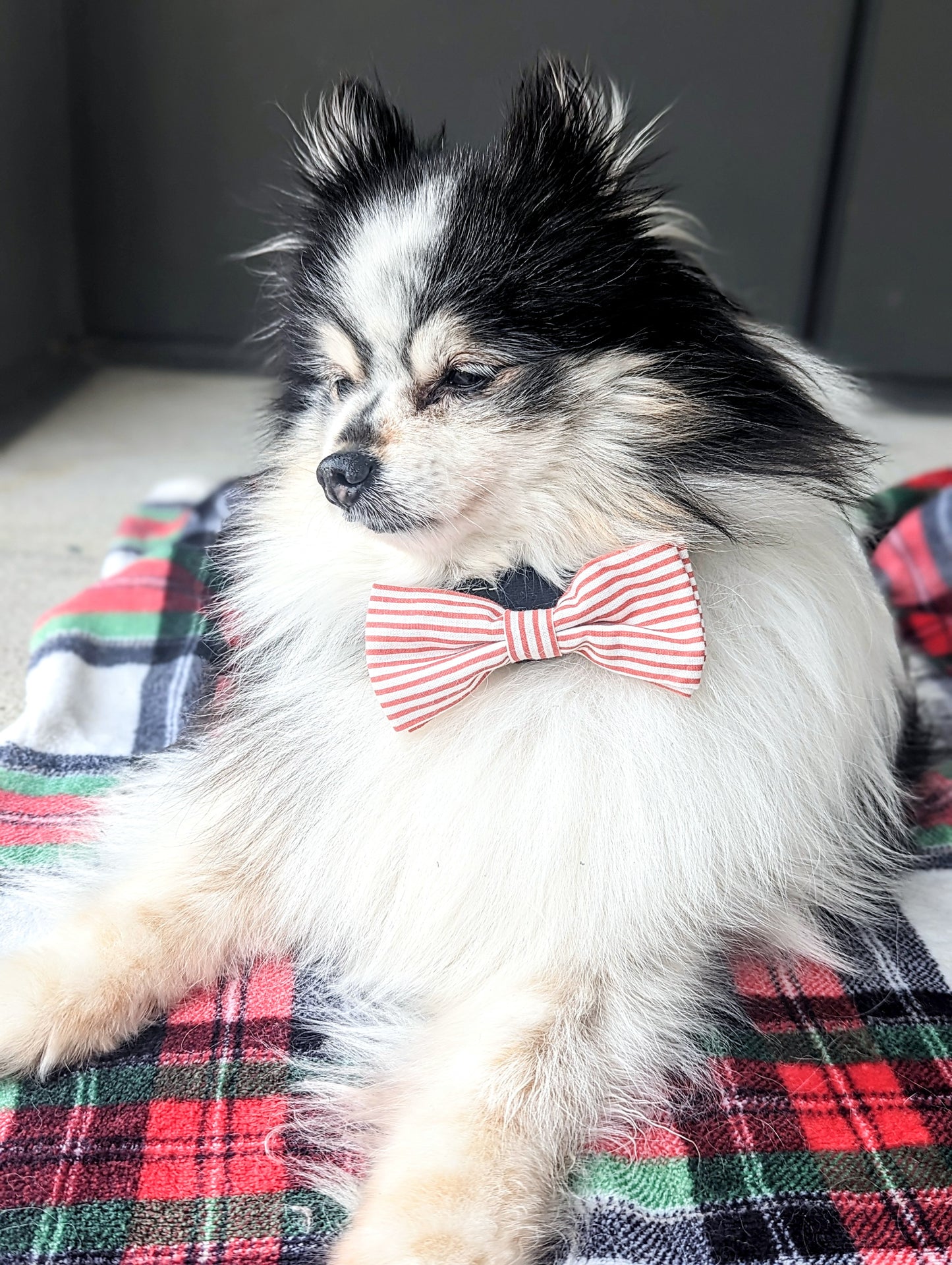 Candy Striper Dog Bowtie