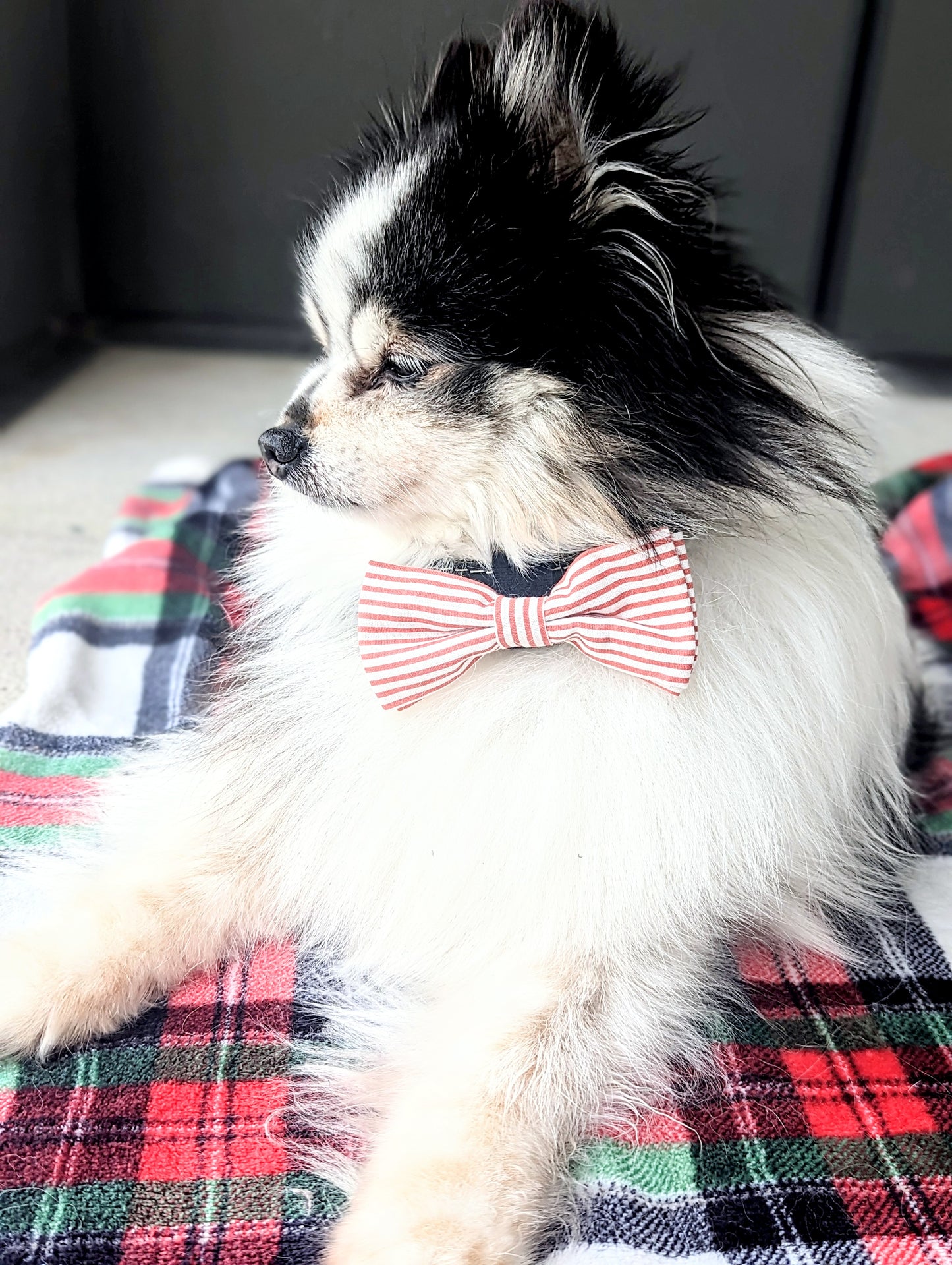 Candy Striper Dog Bowtie