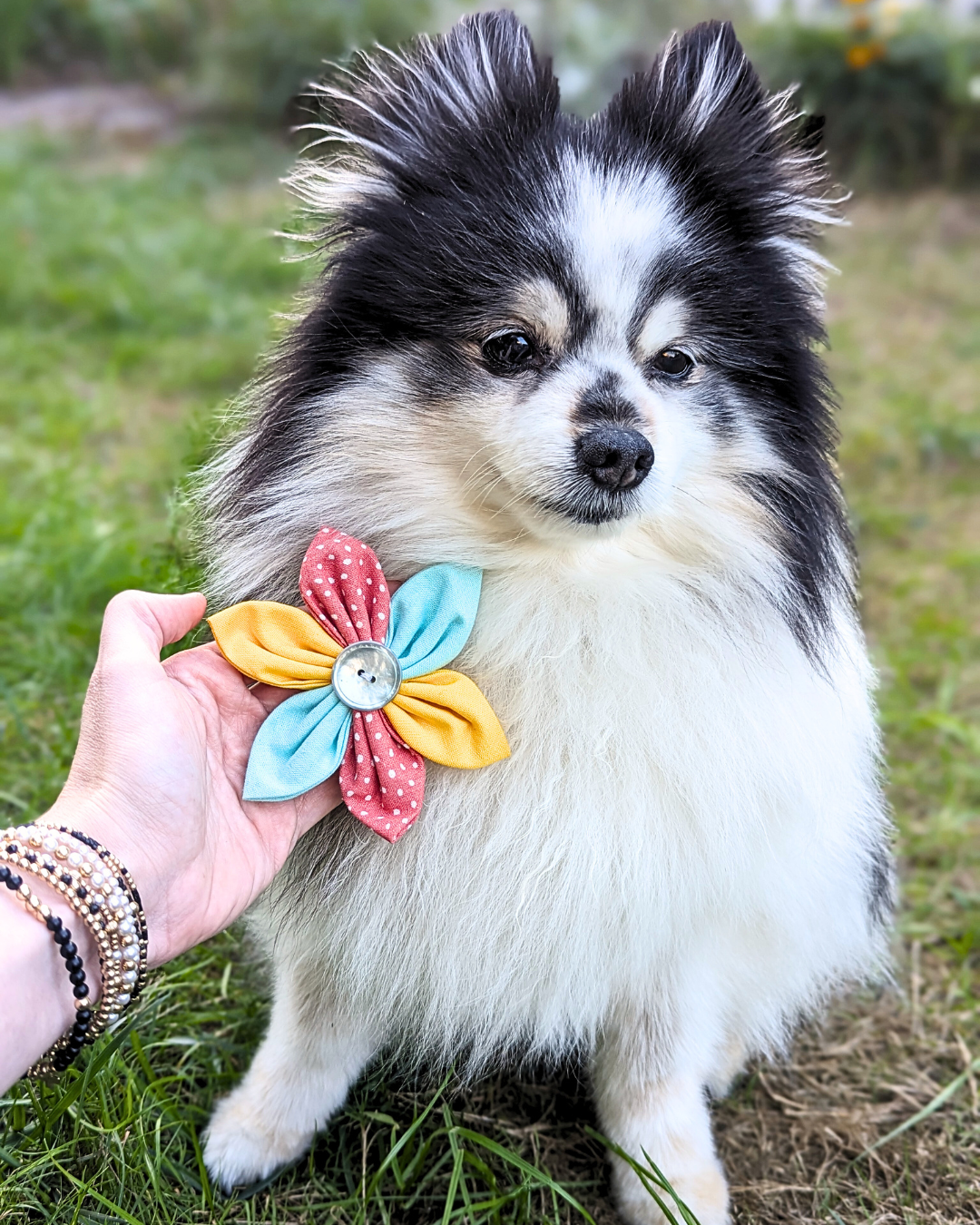 Ragdoll Dog Flower Bow